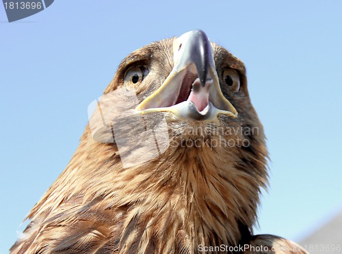Image of Eagle head