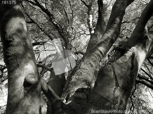 Image of autumnal tree