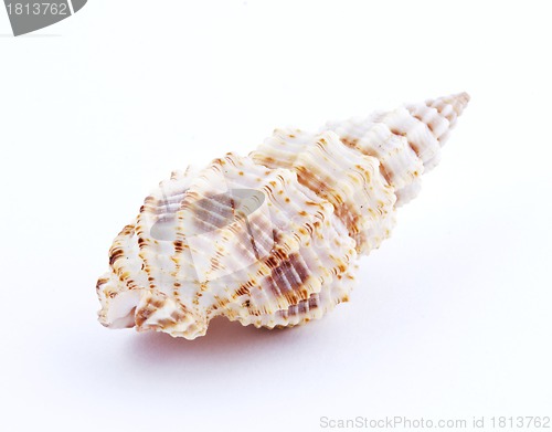 Image of Sea shell