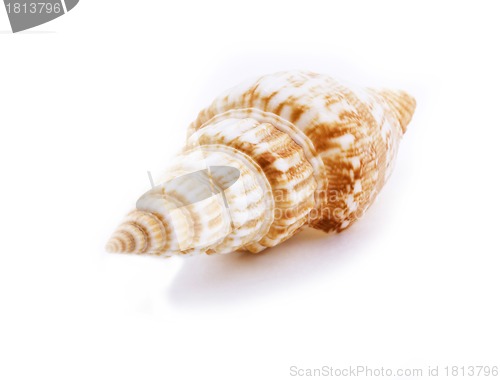 Image of Sea shell