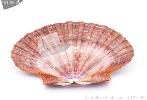 Image of Sea shell