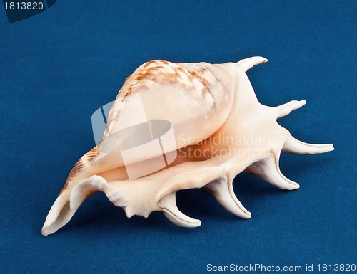 Image of Sea shell