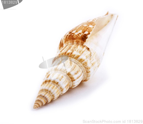 Image of Sea shell