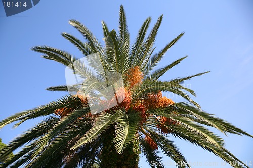 Image of Date palm