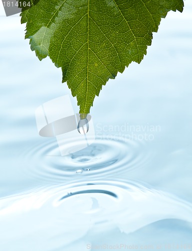 Image of green leaf with water
