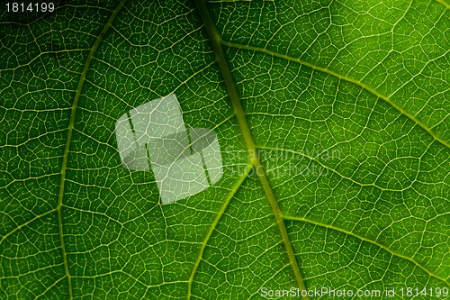 Image of Green leaf macro