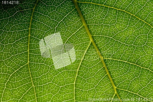 Image of Green leaf macro