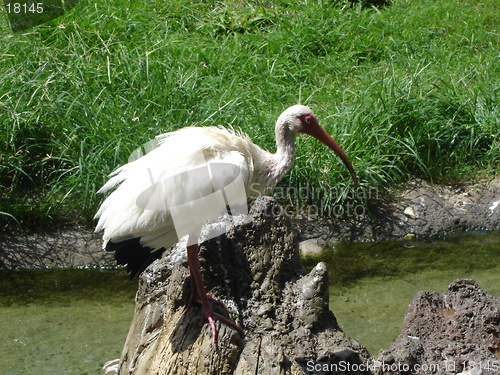 Image of Elegant Stork
