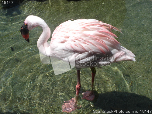 Image of Lovely Flamingo