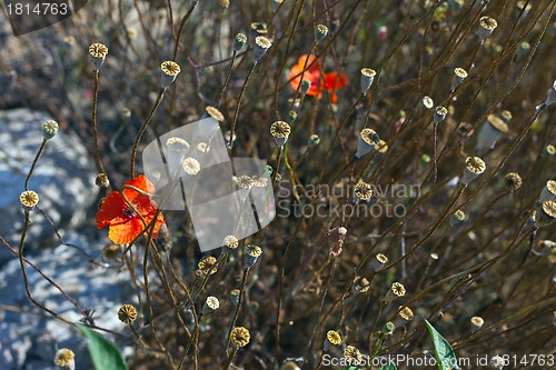 Image of Wild poppies growing in a spring field