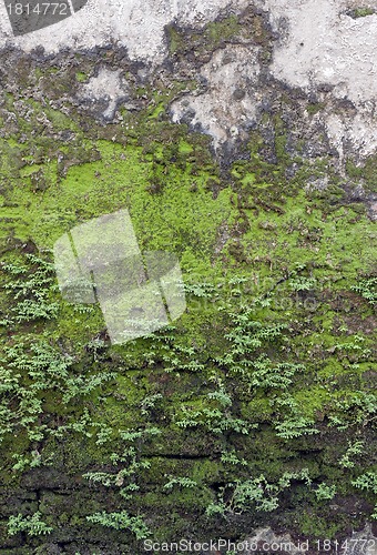 Image of Texture of old stone wall covered green moss