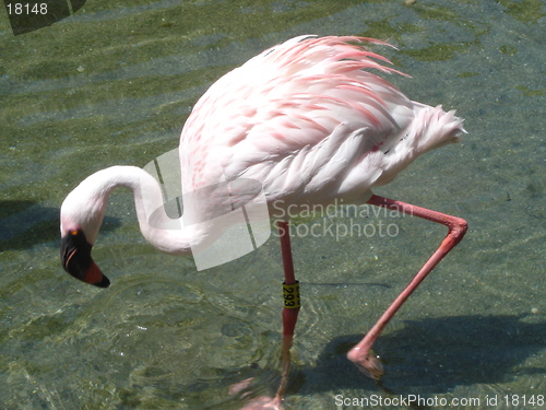 Image of Graceful Flamingo