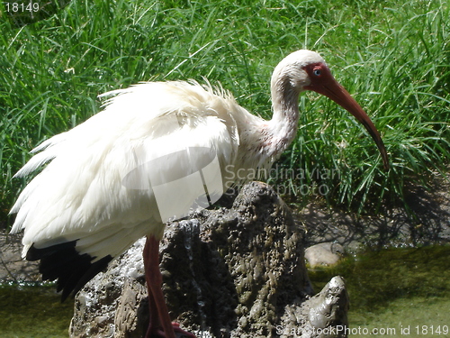 Image of Lovely Stork