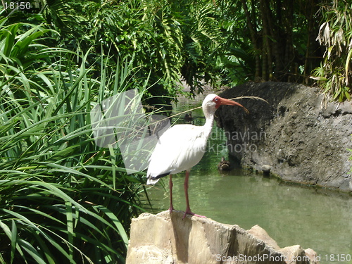 Image of Stork