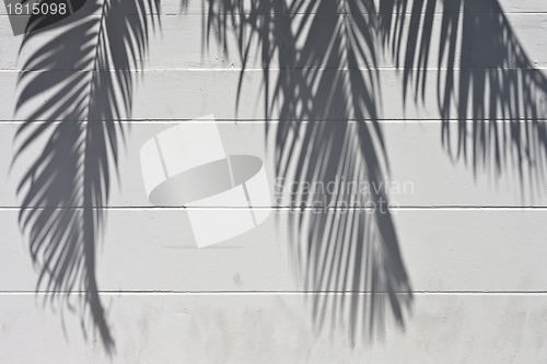 Image of cement wall with a shade from palm trees