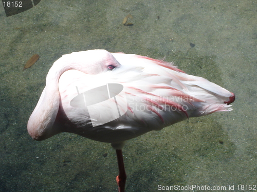 Image of Sleeping Flamingo
