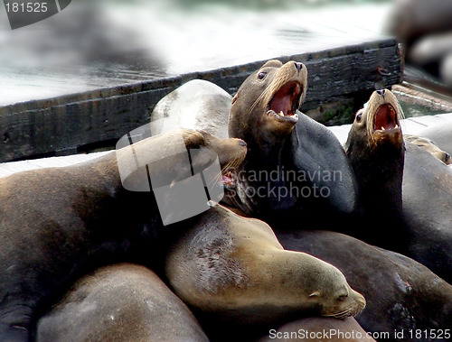 Image of Sea lion family