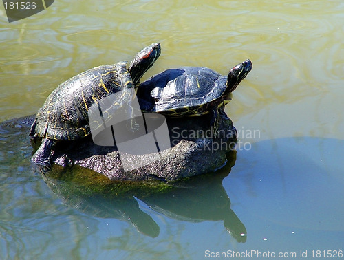 Image of 2 turtles sunbathing