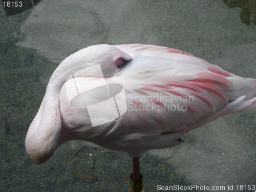 Image of A Sleeping Flamingo