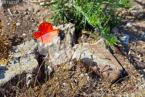 Image of Wild poppies growing in a spring field