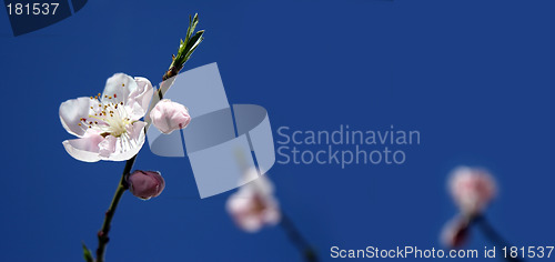 Image of Apple Blossom