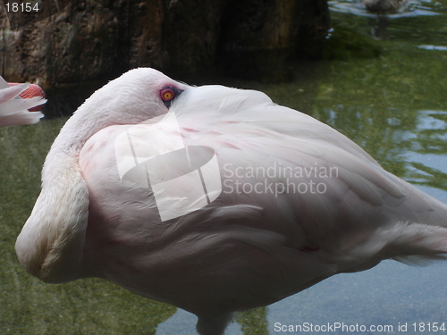 Image of Flamingo Asleep