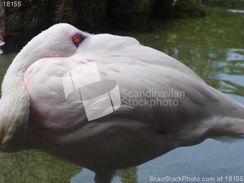 Image of Flamingo