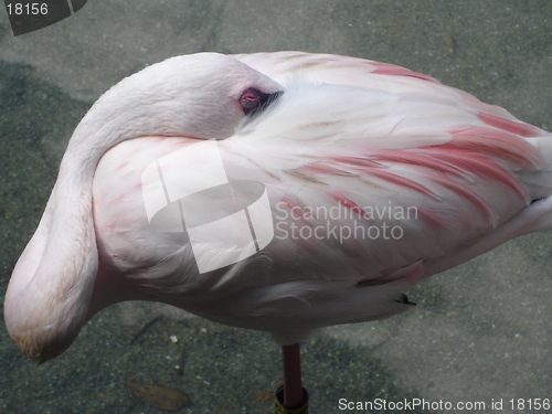 Image of Flamingo At Rest