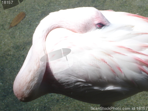 Image of Flamingo Asleep