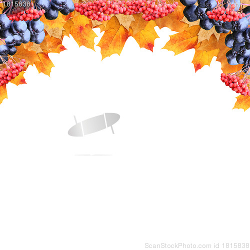 Image of frame maple leaves and chokeberry rowanberry