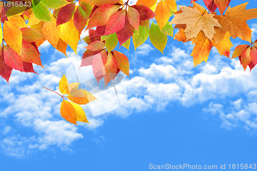 Image of autumn leaves against the sky