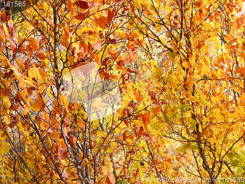 Image of Autumn colours