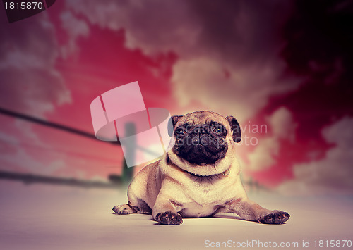 Image of Pug dog against studio sunset backdrop