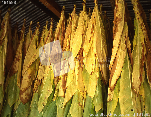 Image of Tabacco Drying