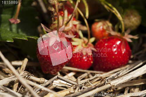 Image of Bunch of ripe strawberries hanging on the plant