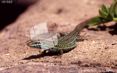 Image of Lizard