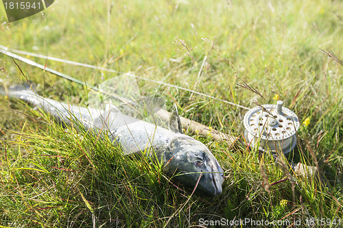 Image of Freshly caught atlantic salmon