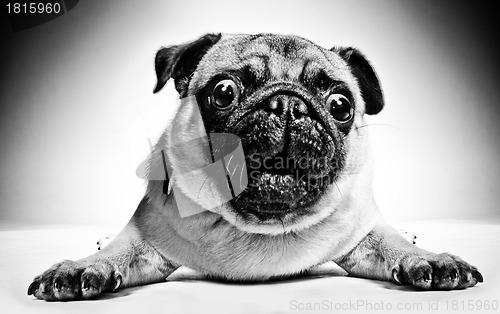 Image of Black and white portrait of a pug