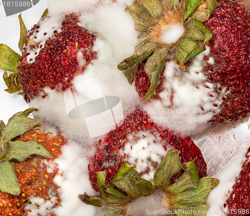 Image of Moldy strawberries in macro close up