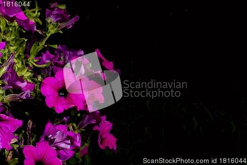 Image of petunia against a black background
