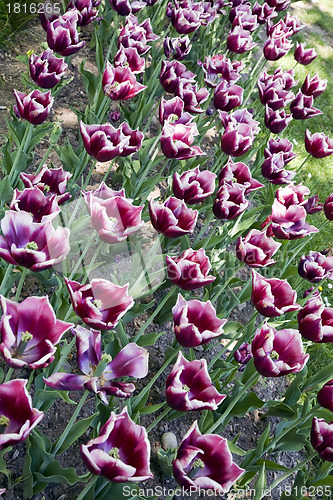 Image of La Mancha tulips