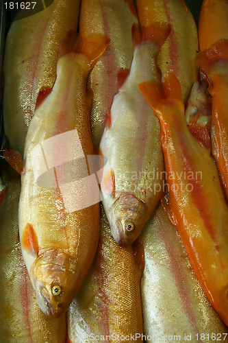 Image of Fresh fish