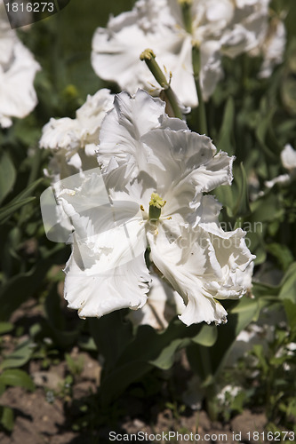 Image of Super Parrot Tulip