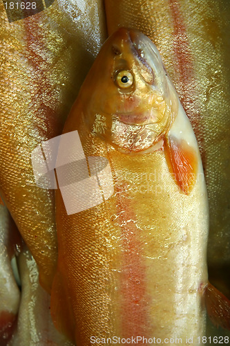 Image of Fresh fish