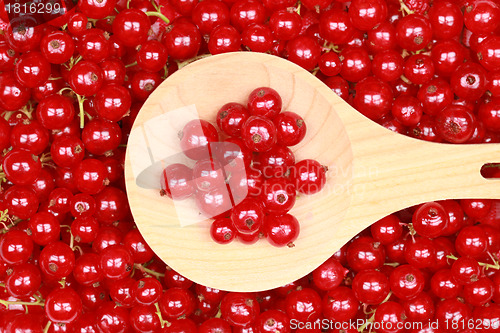 Image of Red currants