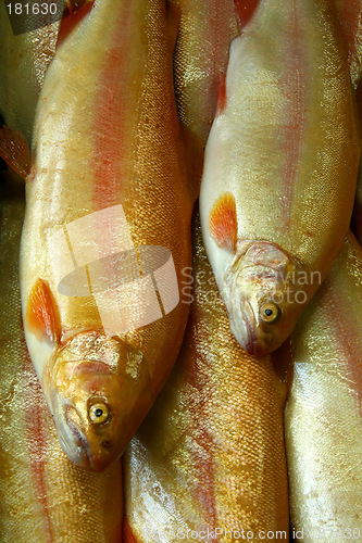 Image of Fresh fish