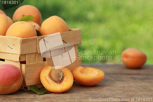 Image of Apricots