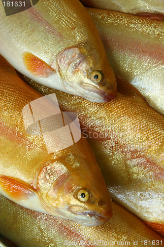 Image of Fresh fish