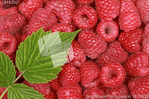Image of Raspberries