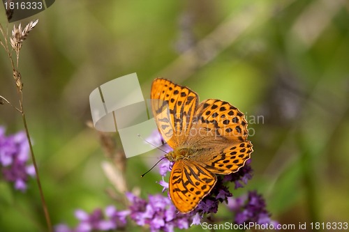 Image of orange butterfly